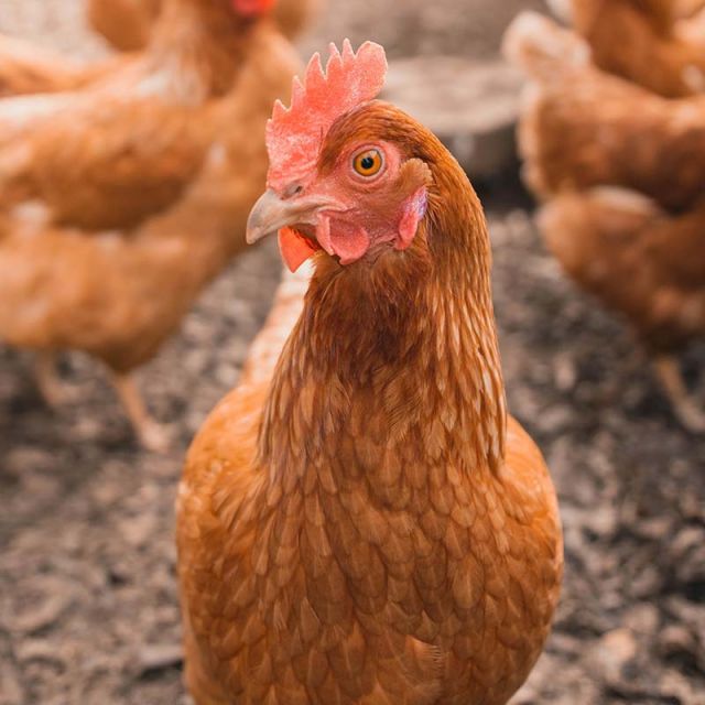 Hühner / Geflügel im Stall / Henne & Hahn © William Moreland / Unsplash (auijD19Byq8)