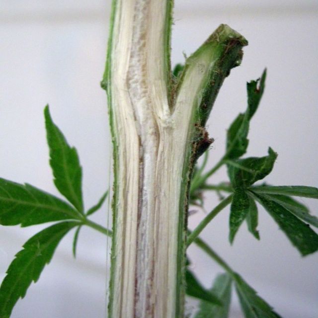 Drogen / Cannabis / Cannabis-Pflanze (Längsschnitt durch den Stengel) © „Cannabis Sativa Querschnitt“ von Fenrisulfir - Eigenes Werk. Lizenziert unter CC BY-SA 3.0 über Wikimedia Commons - https://commons.wikimedia.org/wiki/File:Cannabis_Sativa_Querschnitt.JPG#/media/File:Cannabis_Sativa_Querschnitt.JPG